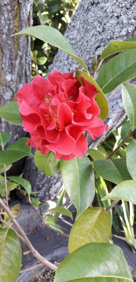 Quinta Das Camelias - Acores Πόντα Ντελγκάντα Εξωτερικό φωτογραφία